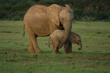 elephants - mother caressing baby with trunk