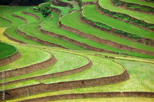 Dekoracja na wymiar  rice-pole-na-tarasie