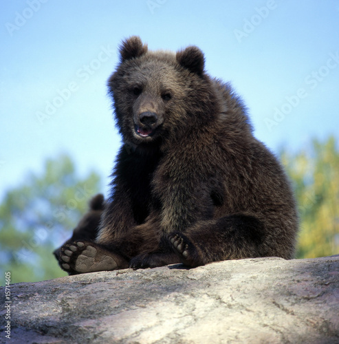 Plakat na papierze fotorealistycznym Bär_111090