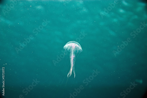 Tapeta ścienna Meduza