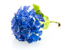 Blue hortensia hydrangea