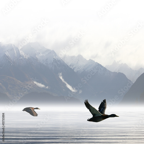 Foto-Lamellenvorhang - Ducks (von Binkski)