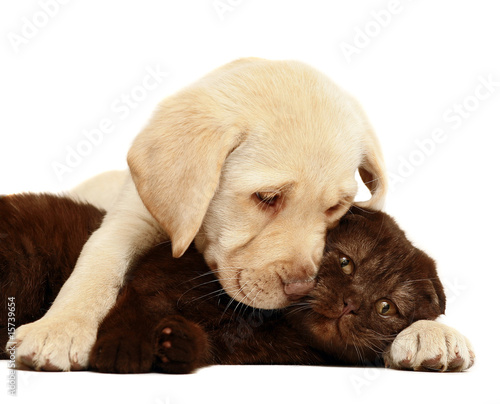 Foto-Fußmatte - Kitten and a pup together. (von Aychin Gasimov)