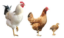 Rooster, Hen And Chicken, Isolated, Standing On One Leg