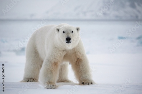Plakat na papierze fotorealistycznym Niedźwiedź polarny