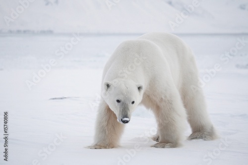Plakat na papierze fotorealistycznym Niedźwiedź polarny