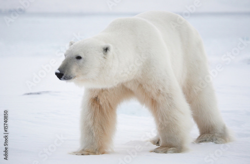 Plakat na papierze fotorealistycznym Niedźwiedź polarny