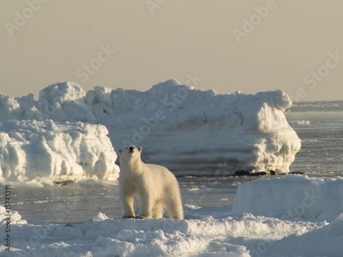 Plakat na papierze fotorealistycznym Niedźwiedź polarny