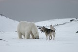 Fototapeta Psy - Polar bear and the dog