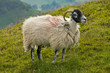 Swaledale ewe in Lake District, England