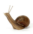 Edible snail on the white background