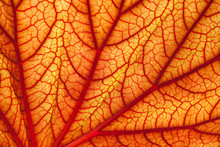 Sanguine Geranium Leaf