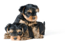 Puppies Of The Terrier