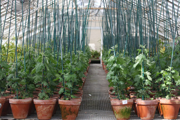 Wall Mural - greenhouse