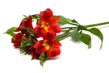 Wall Mural - red flowers isolated on white background