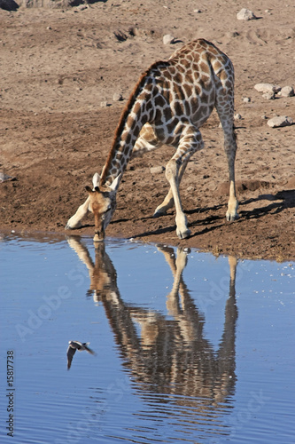 Tapeta ścienna Żyrafa w waterhole
