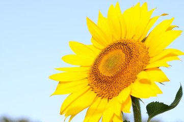 Canvas Print - sunflower and pollen