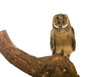 owl isolated on the white background