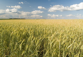 Golden winter wheat