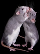 Rat Love