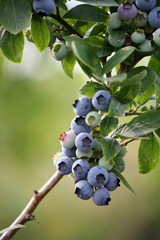 Heidelbeeren 2