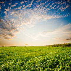 Wall Mural - sunset above the green field