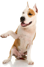 American Staffordshire Terrier On White Background