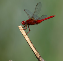 Flame Skimmer Libellula Saturata Dragonfly