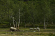 Schafe im Nationalpark Svartissen