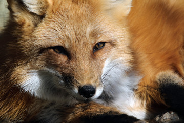 Red Fox Portrait