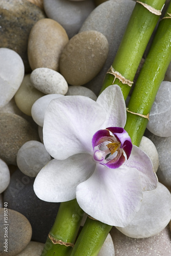 Naklejka samoprzylepna Orchidea i bambus