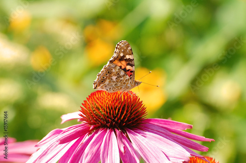 Schmetterling auf einer Blume