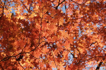 autumn maple