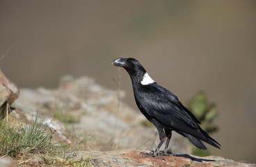 Sticker - White-necked Raven