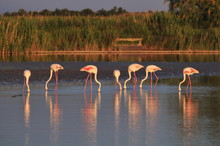 Small Flock Of Greater Flamingoes Eating At Sunset