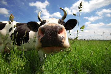 cow in green field at rural area