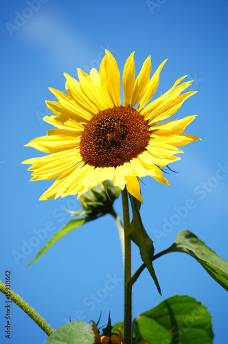 Sonnenblume