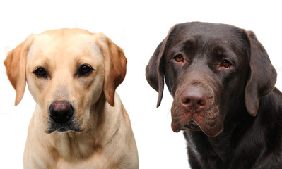 labradors