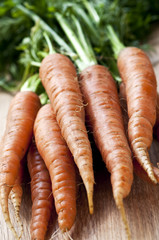 Canvas Print - Carrots