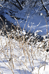 Wall Mural - Winter landscape