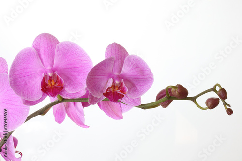 Fototapety do gabinetu kosmetycznego   phalaenopsis
