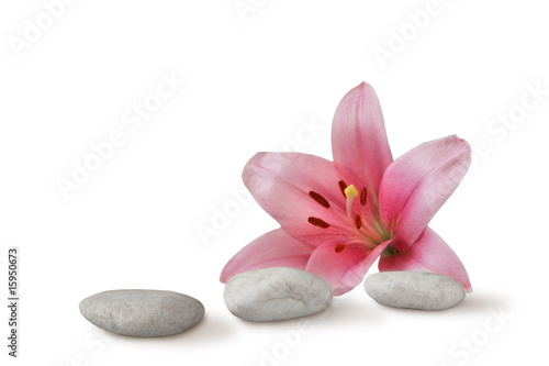 Doppelrollo mit Motiv - zen still life: pebbles and pink lily (von Kirsten Hinte)