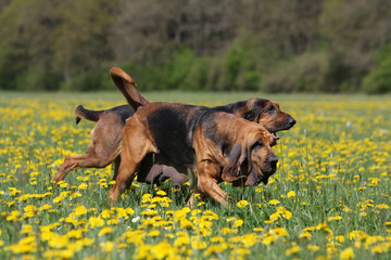 deux chiens de saint-hubert trottant ensemble dans les fleurs