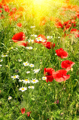 Wall Mural - Splendid meadow by summer.