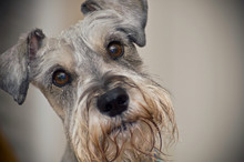 Miniature Schnauzer Dog With Brown Eyes