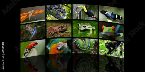 Plakat na papierze fotorealistycznym Rainforest-dias