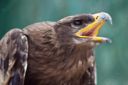 Plakat na papierze fotorealistycznym Orzeł raptor zdobycz ptak pióro dziób szybko latać krzywy