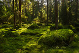 Fototapeta Perspektywa 3d - Forest-1