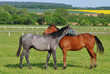 blue roan and chestnut horse