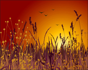 Wall Mural - grass vector silhouette and sunset.